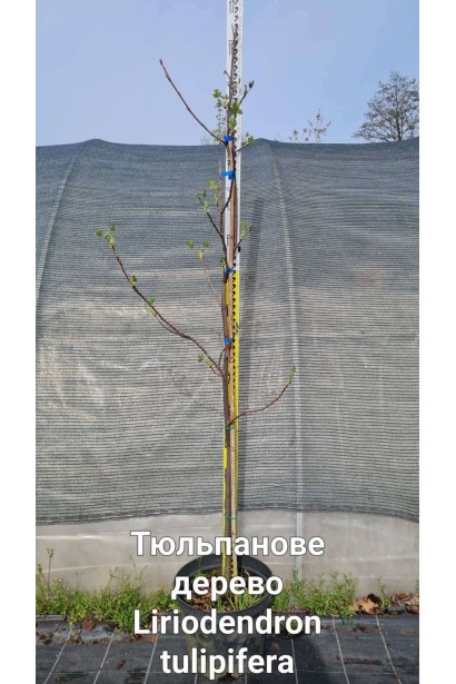 Тюльпановое дерево/Ліріодендрон Ауреамаргіната - 7,5л/вис.150-170см/Ø25-35см/